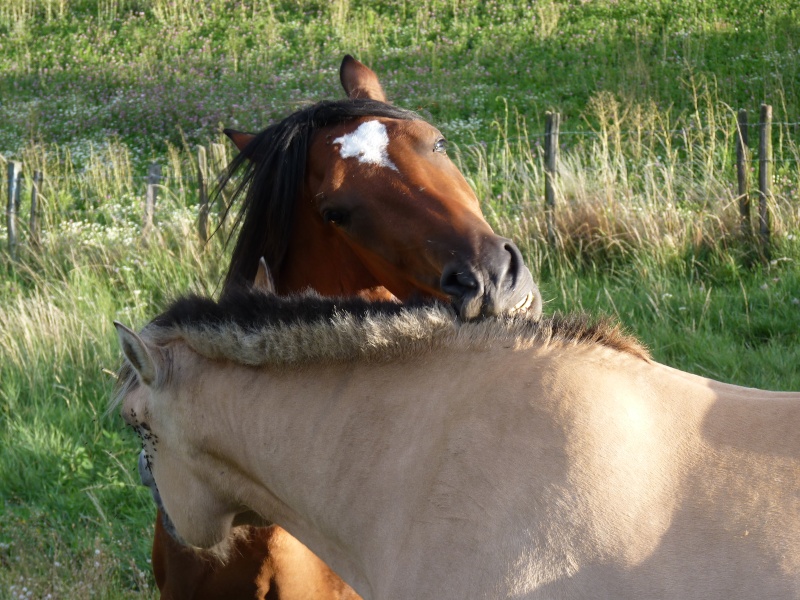 Nom d'un petit poney...  P1020211