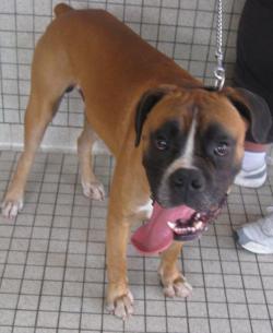 ARCHY BOXER MALE DE 3 ANS A LA SPA DE TOULOUSE 460010