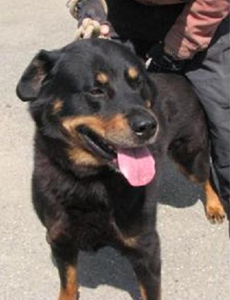 GROS SOS POUR 5 ROTT A TOULOUSE , EUTHANASIE FIN JUIN (31) Simba210