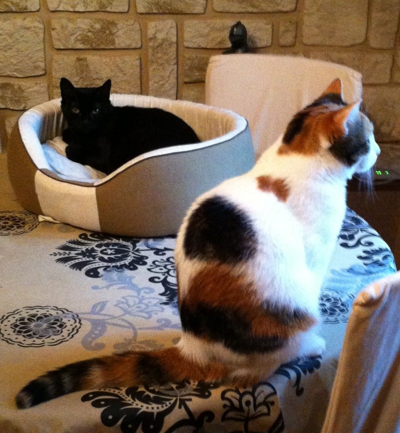 Lindy, 8 mois, notre petite puce, d'une grande douceur Img_4111