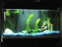 question sur mon aquarium P4170010