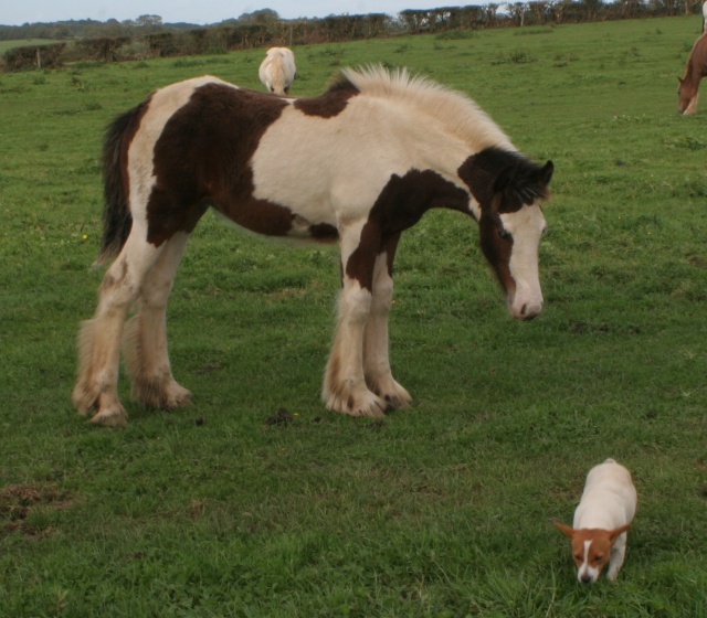 Boogie, la premiére pouliche de l'élevage of tableland Foals210