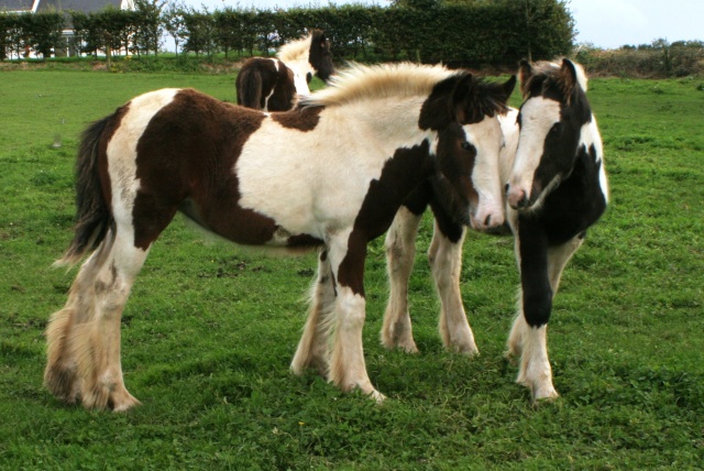 Boogie, la premiére pouliche de l'élevage of tableland Foals212