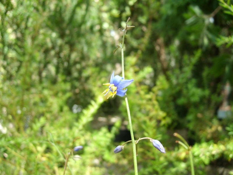 Quiz bleu. ( Trouvé : Dianella revoluta ) Quiz_b10