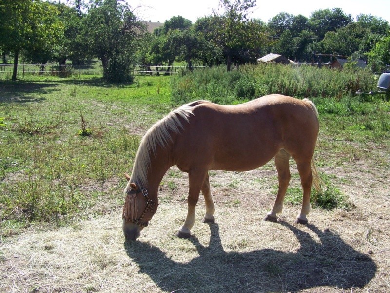 (Dpt 71) GIPSI Jument Haflinger PP réservée par Jeanne !!!! (Déc 2010) - Page 3 003w10