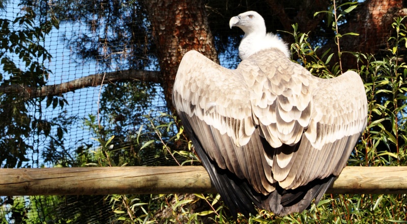 Un vautour Dsc_0311