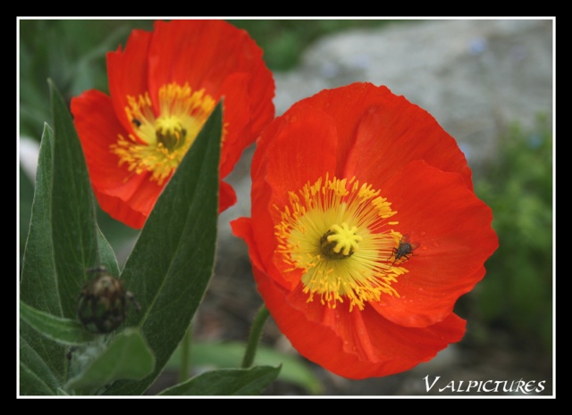 Fleurs des montagnes... Blog1222