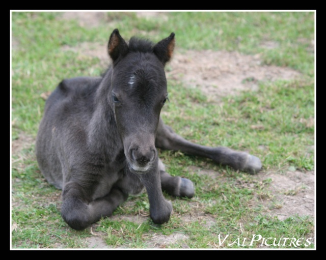 Petit poulain deviendra grand....by Tenebris Blog722