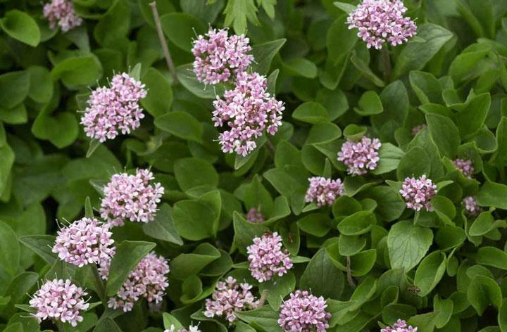 PLANTES ET SOMMEIL : des activités sédatives Val10