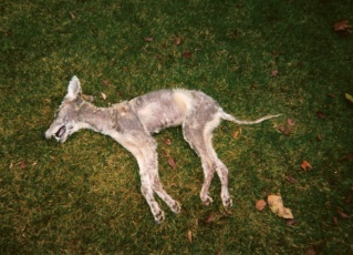 Coyote with mange Coyote10