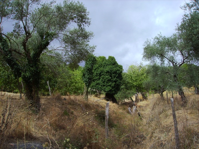 NATURALEZA SERRANA (VERDE QUE TE QUIERO VERDE) Img_0229