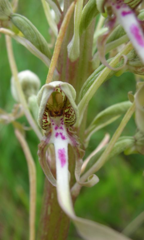 Himantoglossum hircinum  ( Orchis bouc ) Orchis13