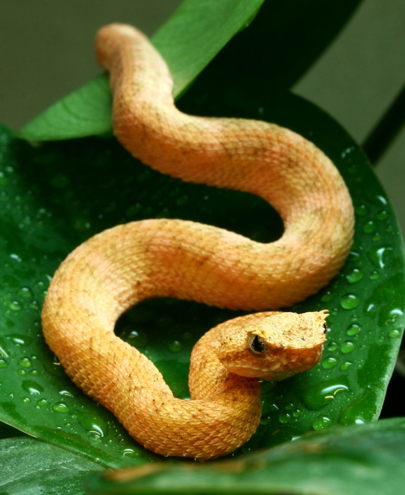 One little red Eyelash Viper Rote-s10