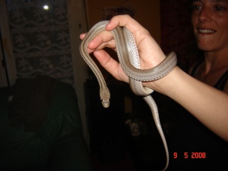 mes serpents Dsc04815