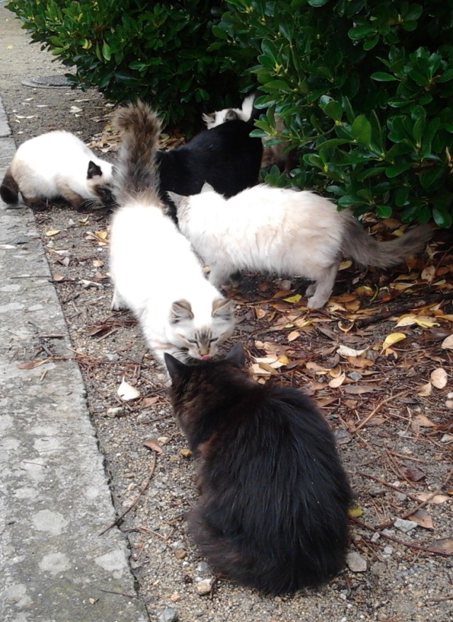 3 chatons à adopter  2012-111