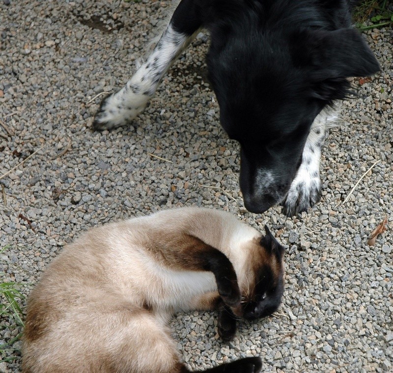 Chat -chien , Missy et Hector ,frère et soeur... Dsc_4735