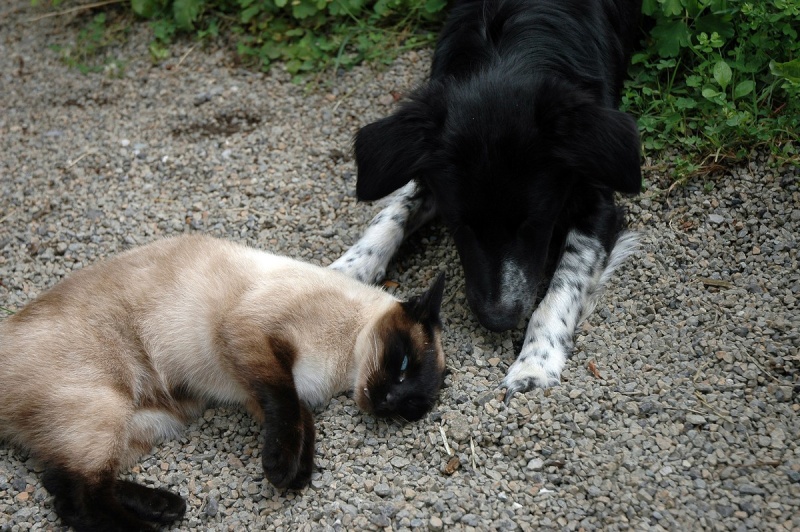 Chat -chien , Missy et Hector ,frère et soeur... Dsc_4742