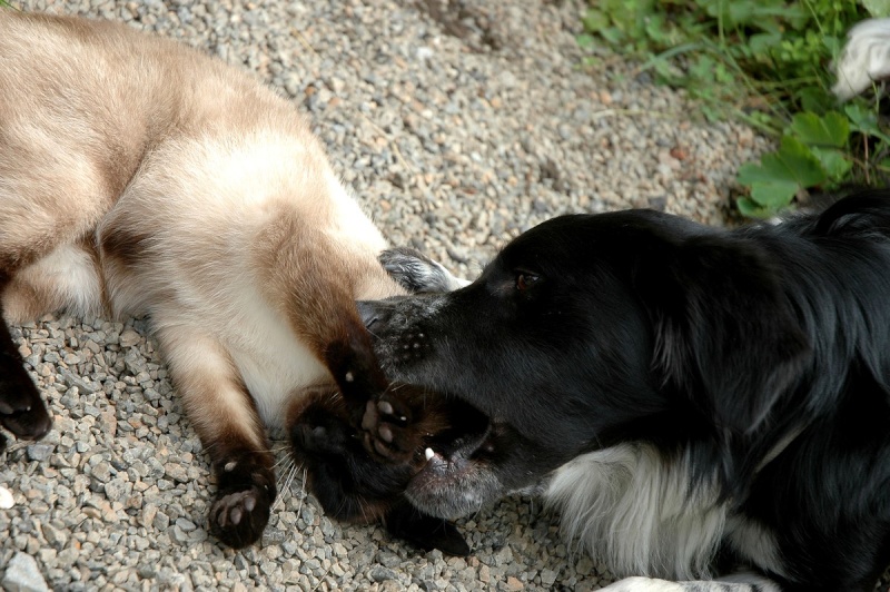 Chat -chien , Missy et Hector ,frère et soeur... Dsc_4744