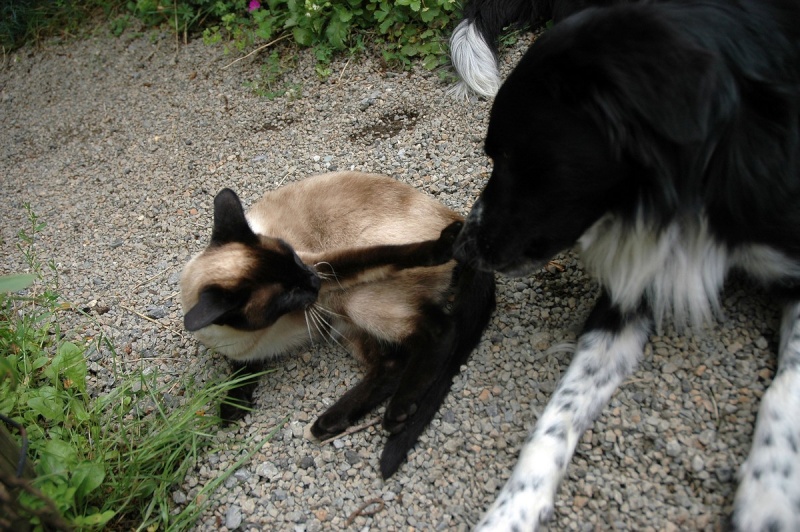 Chat -chien , Missy et Hector ,frère et soeur... Dsc_4746