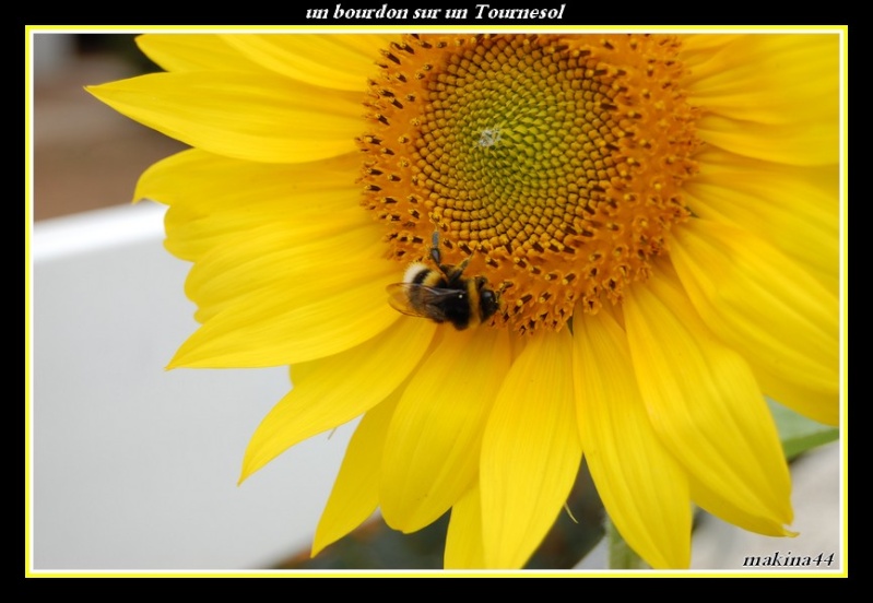 photo d'un bourdon sur un tournesol et une fleur Dsc_0213