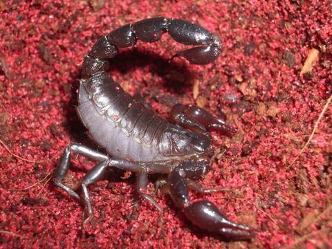 Scorpion belly cheap