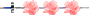 Bouton de rose Bouton de rose