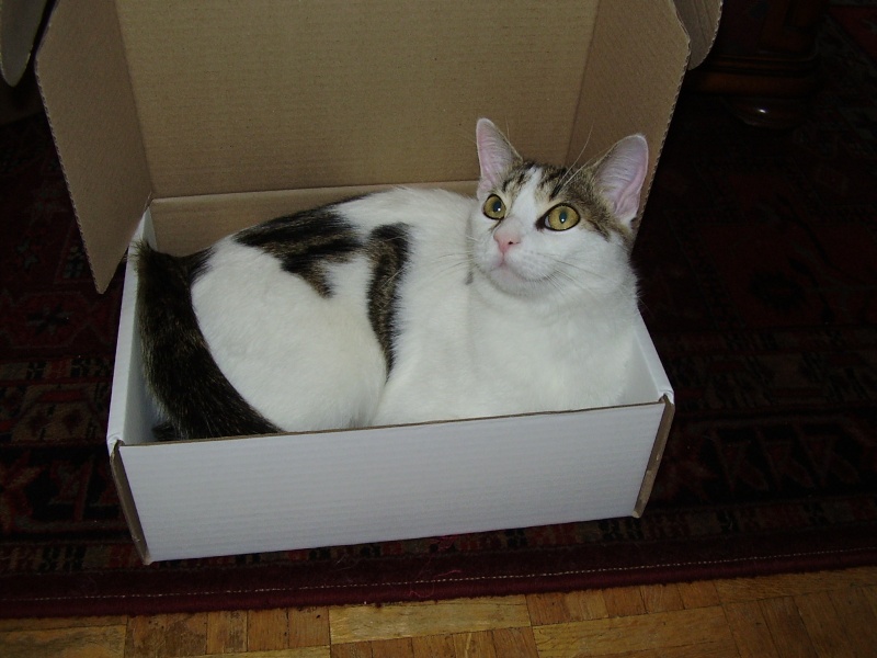 Les chats et les cartons Babous11