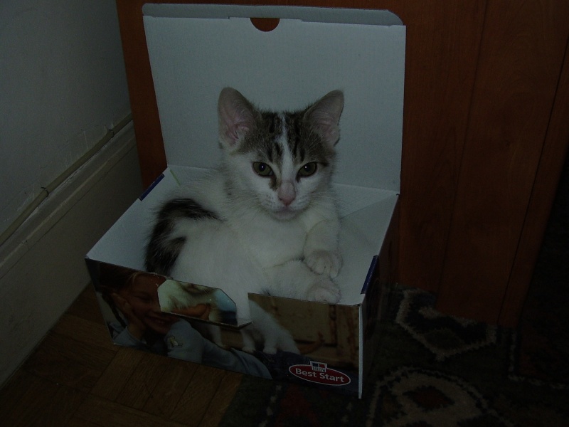 Les chats et les cartons Bonapa11