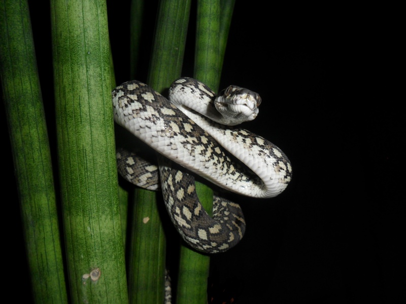 Morelia spilota macdowelli Sam_7612