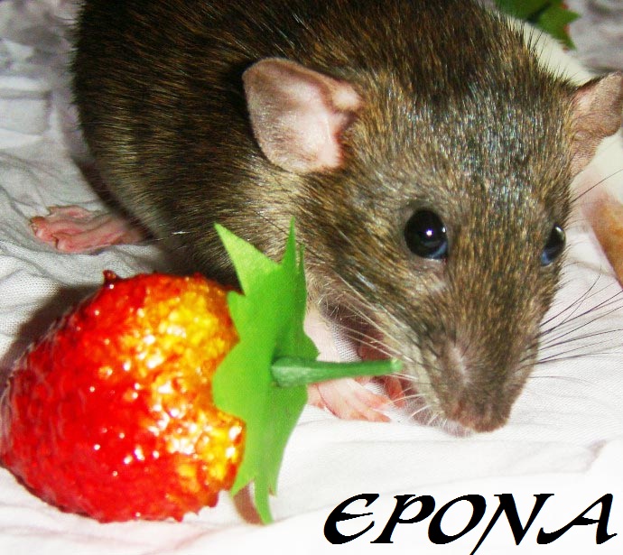 Zelda, Epona, Elenwë (et le reste de ma troupe) :D Epona110