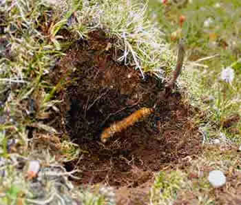 Kordiceps (Cordyceps sinesis) Image010