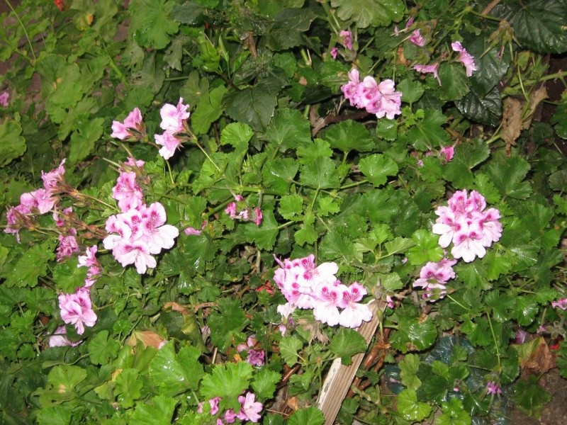 Pelargonium, eravak, geranium, pelargonija Resize30