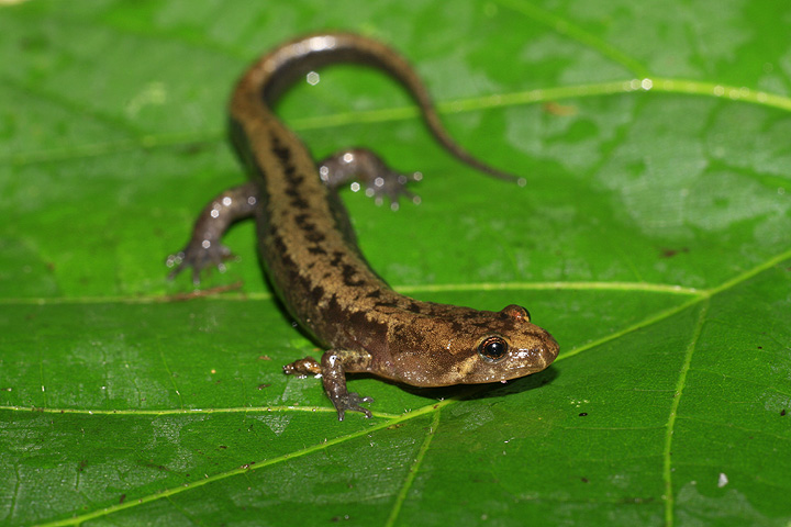 Salamandre sombre des montagnes (D. ocrophaeus) Zssm0110