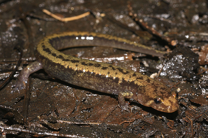 Salamandre sombre des montagnes (D. ocrophaeus) Zssm0210