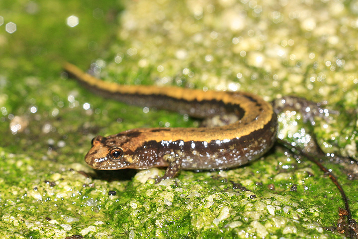 Salamandre sombre des montagnes (D. ocrophaeus) Zssm0410