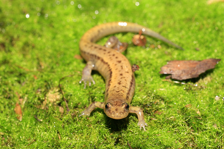Salamandre sombre des montagnes (D. ocrophaeus) Zssm0610