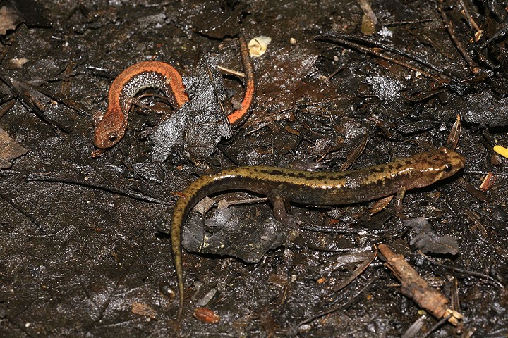 Salamandre sombre des montagnes (D. ocrophaeus) Zssmav10