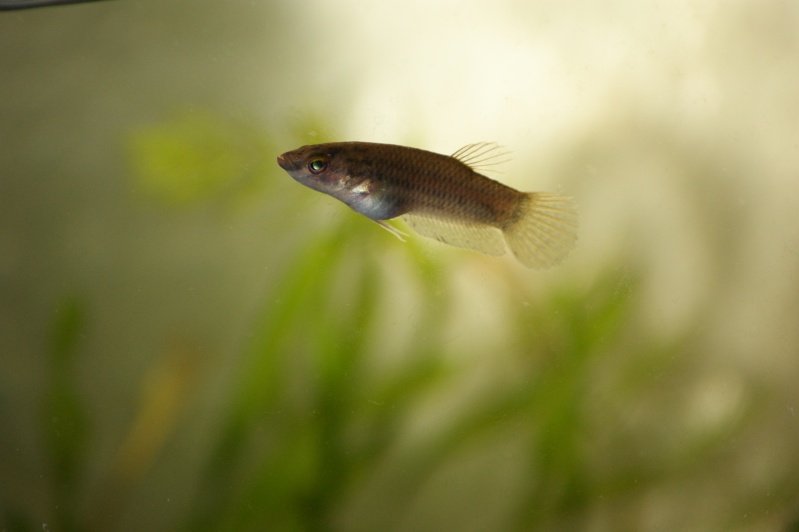 betta - Betta simplex Dsc01513