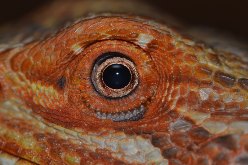 Ma femelle Pogona Dsc_1019