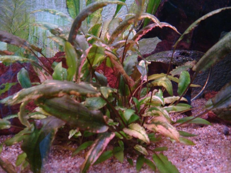 probleme plantes Aquari10