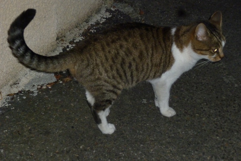 Trouvée à Colomiers chatte tigrée marron et blanche P1080812