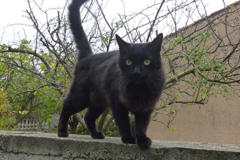 Trouvé chat noir à Colomiers P1090010
