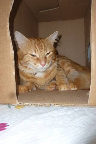 Trouve A Toulouse Saint Agne Chat Roux Poils Mi Longs Trouve A Toulouse Saint Agne Chat Roux Poils Mi Longs