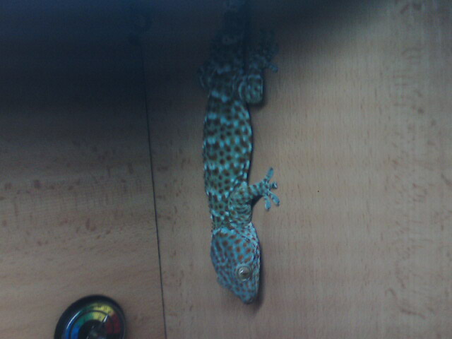 Gecko tokay Img07910