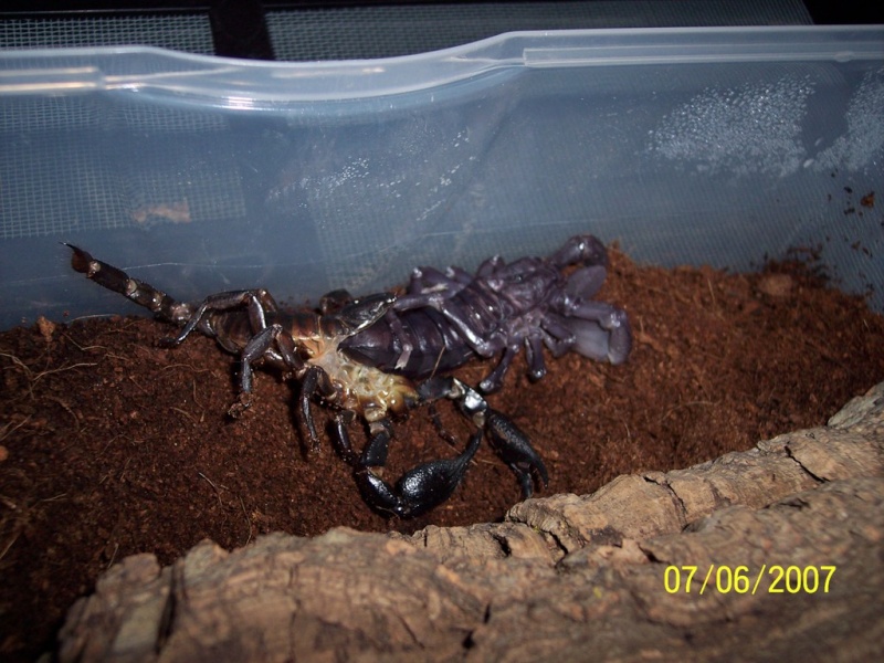 July Contest - Best Molting Picture 100_7111
