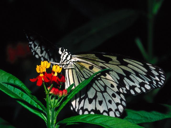 Kelebekler Image111