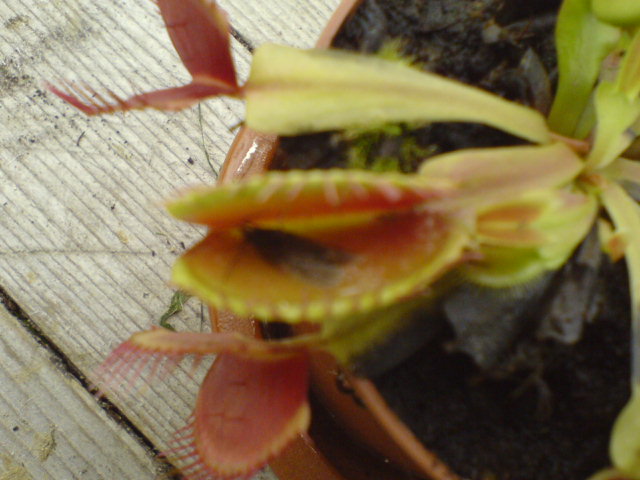 Dionaea muscipula Dsc00310