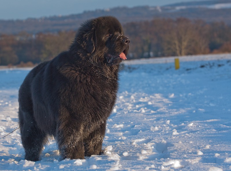 Drako mon nours Dra5110