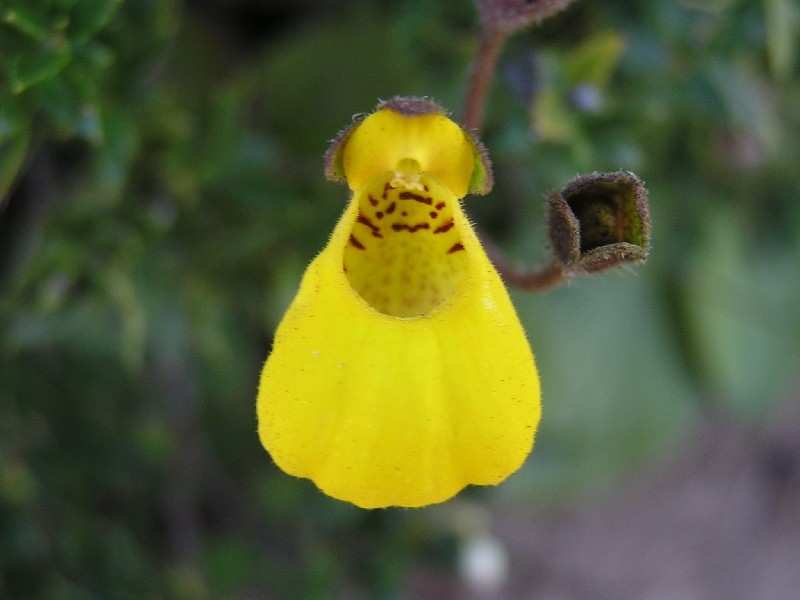 Orchidées de Patagonie (Décembre 2005) Calceo12