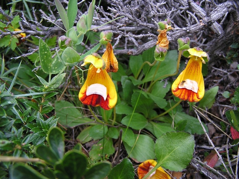 Orchidées de Patagonie (Décembre 2005) Calceo15